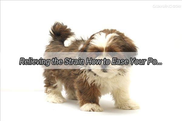 Relieving the Strain How to Ease Your Poochs Pressure on the Front Legs